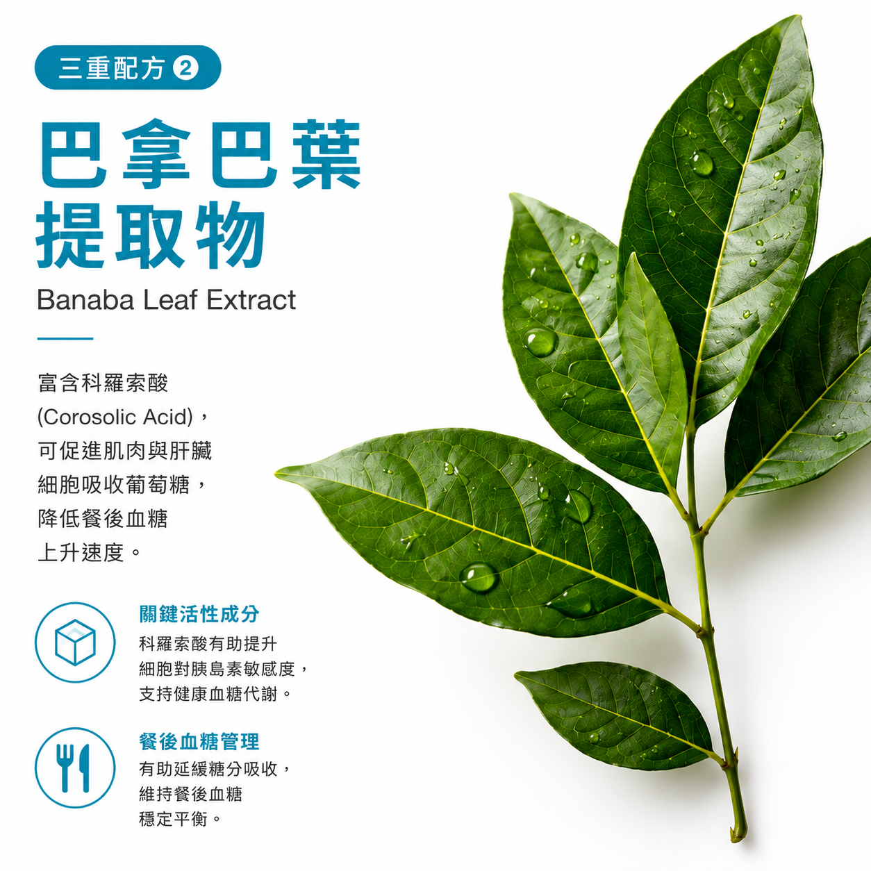 Banaba 葉萃取